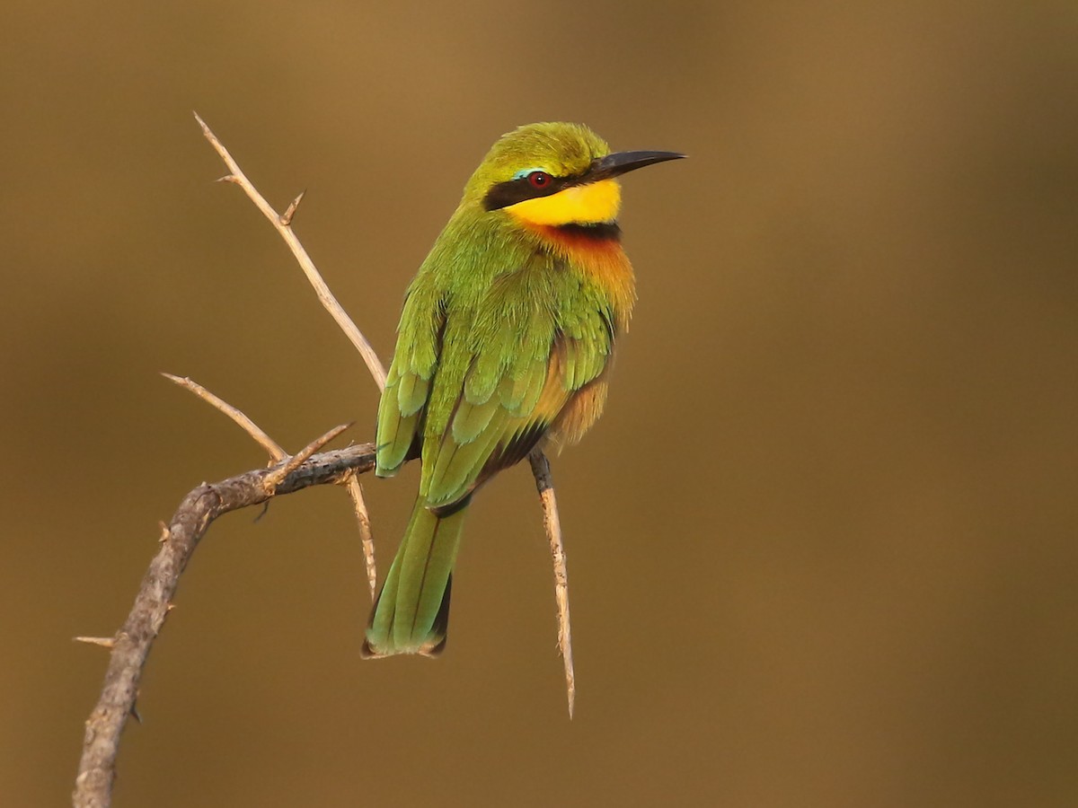 Birdlife Safaris