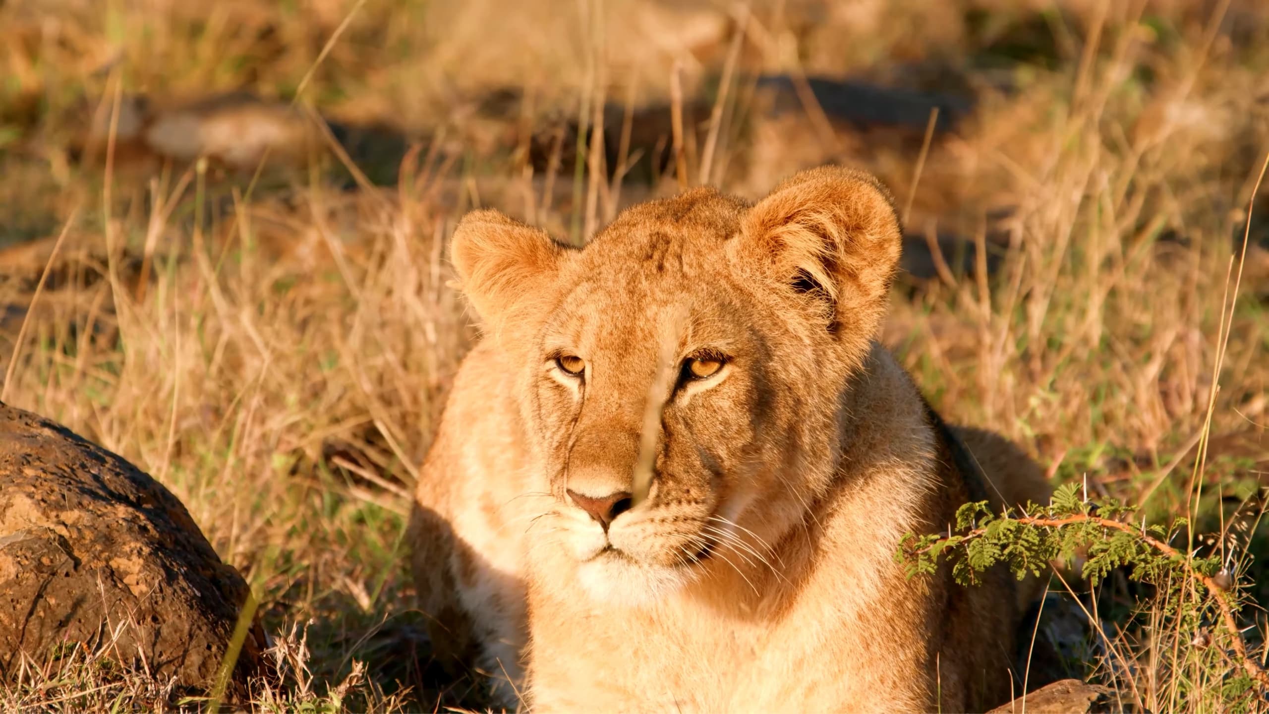 Selous Game Reserve