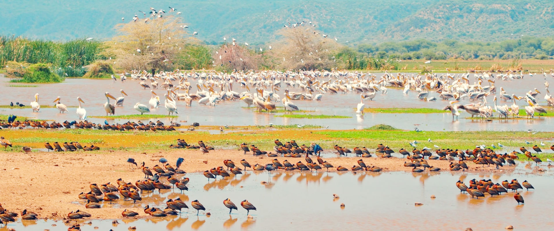 Safari Landscape