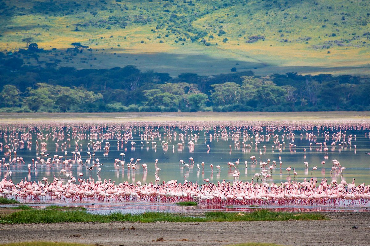 Flamingos at Lake Manyara