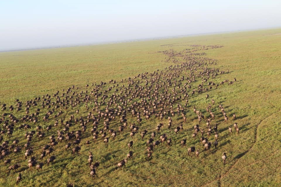 Serengeti Safari